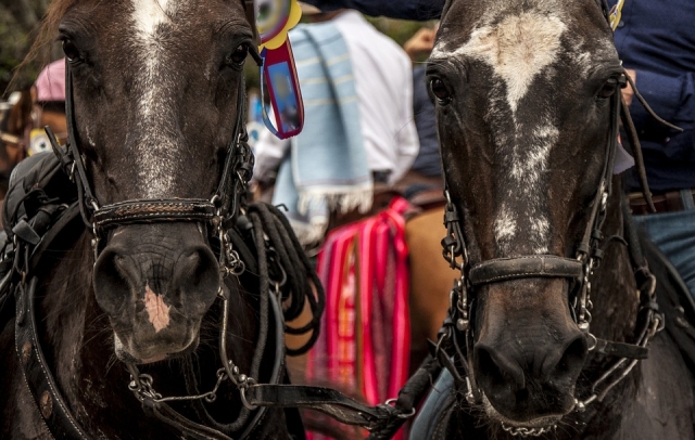 Nuestros caballos.jpg